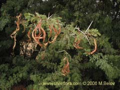 Image of Unidentified Plant #2302 ()