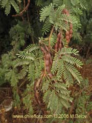 Image of Unidentified Plant #2302 ()