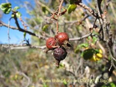 Bild von Ribes punctatum ()