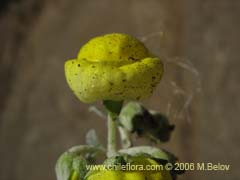 Bild von Calceolaria polifolia (Capachito)