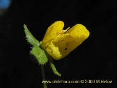 Bild von Calceolaria petiolaris (Capachito)
