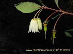 Bild von Crinodendron patagua (Patagua)