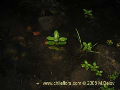 Image of Unidentified Plant #2303 ()
