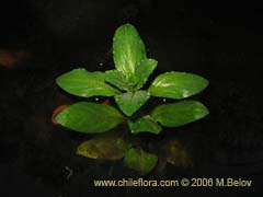 Image of Unidentified Plant #2303 ()