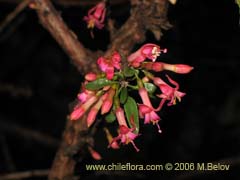 Bild von Fuchsia lycioides (Palo de yegua/Palo falso)