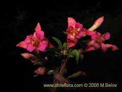 Bild von Fuchsia lycioides (Palo de yegua/Palo falso)