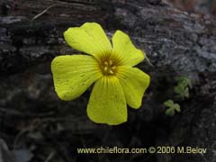 Bild von Oxalis carnosa var. incana ()