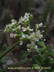 Image of Apium sellowianum ()
