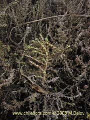 Image of Nolana sedifolia (Sosa/Hierba de la lombriz/Sosa brava)