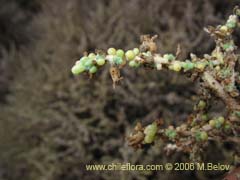 Image of Nolana sedifolia (Sosa/Hierba de la lombriz/Sosa brava)