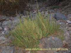 Bild von Chenopodium multifidum (chenopodium)