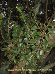 Image of Unidentified Plant #2346 ()
