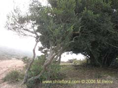 Image of Unidentified Plant #2346 ()