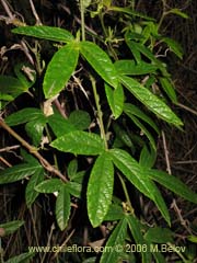 Image of Passiflora pinnatistipula (Pasionaria/Flor de la pasion)