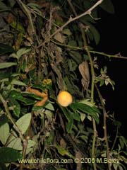 Imgen de Passiflora pinnatistipula (Pasionaria/Flor de la pasion)