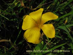 Bild von Oxalis mallobolva. ()