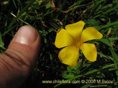 Bild von Oxalis mallobolva. ()