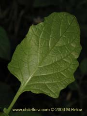 Image of Solanum maglia (Papa cimarrona)
