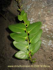 Image of Griselinia scandens (Yelmo)