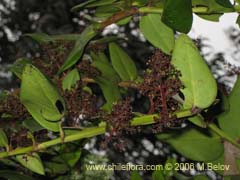 Image of Griselinia scandens (Yelmo)