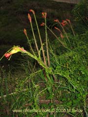 Image of Phycella bicolor (Azucena del diablo)