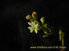 Bild von Muehlenbeckia hastulata (Quilo/Voqui negro/Molleca)