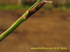 Bild von Rumex acetosella (Vinagrillo/Romacilla aceitosa)