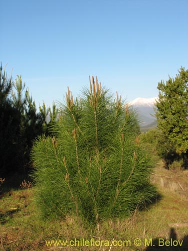 Imgen de Pinus radiata (Pino/Pino insigne)