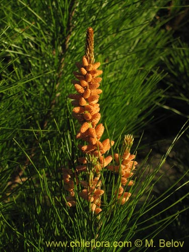 Imgen de Pinus radiata (Pino/Pino insigne)