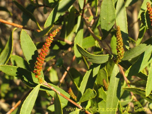 Bild von Colliguaja salicifolia (Colliguay/Colihuai)