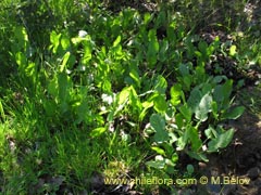 Image of Unidentified Plant #2300 ()