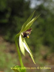 Image of Miersia chilensis (Miersia)