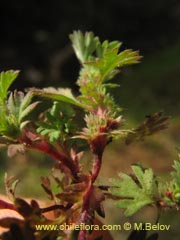 Bild von nicht bestimmte Pflanze #2312 ()