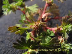 Bild von nicht bestimmte Pflanze #2312 ()
