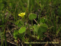 Bild von Oxalis sp. #1587 ()