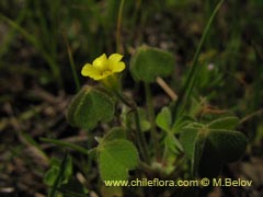 Bild von Oxalis sp. #1587 ()