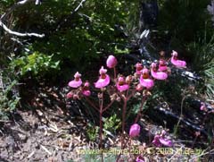 Bild von Calceolaria cana (Salsilla/Zarcilla)