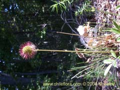 Bild von Acaena ovalifolia (Amor seco/cadilla)