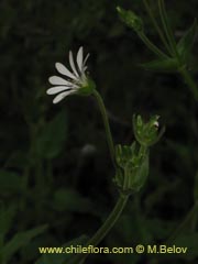 Image of Stellaria chilensis (quilloiquilloi)