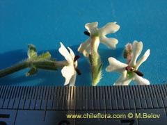 Image of Verbena sulphurea (Verbena amarilla)