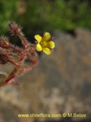 Image of Oxalis micrantha ()