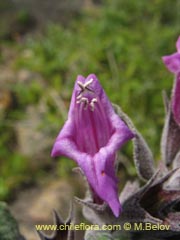 Imgen de Sphacele salviae (Salvia blanca)