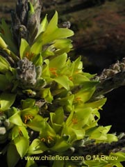 Image of Puya chilensis (Puya/Chagual)