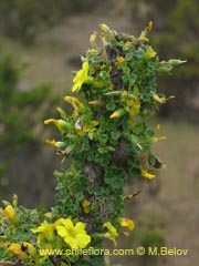 Image of Oxalis gigantea ()