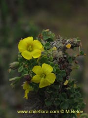 Image of Oxalis gigantea ()