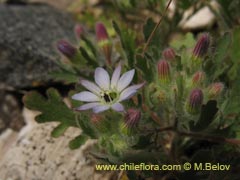 Bild von Malesherbia multiflora (Piojillo)
