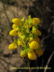 Bild von Calceolaria collina ssp. collina ()