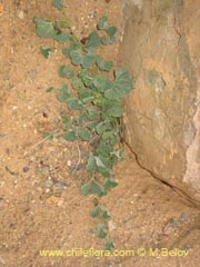 Bild von Aristolochia chilensis (Oreja de zorro/Hierba de la Virgen Maria)