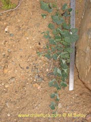 Image of Aristolochia chilensis (Oreja de zorro/Hierba de la Virgen Maria)