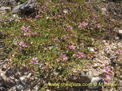 Image of Fagonia chilensis ()